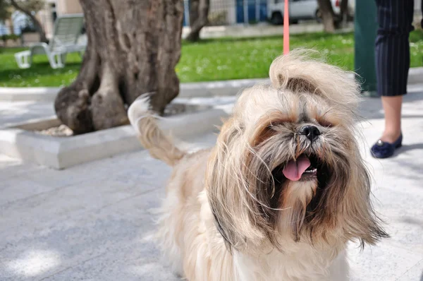 stock image Beautiful small dog