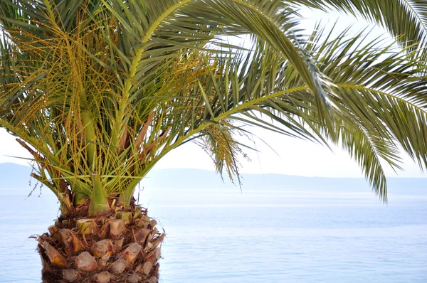 stock image Palm tree at the beach