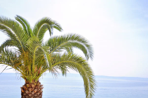 Stock image Palm tree at the beach