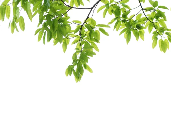 Spring nature green leaf background — Stock Photo, Image