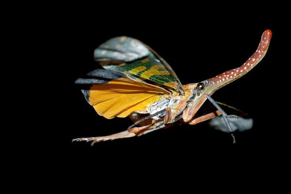 stock image Fly insect lantern flying