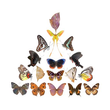 Butterfly pyramid collection clipart