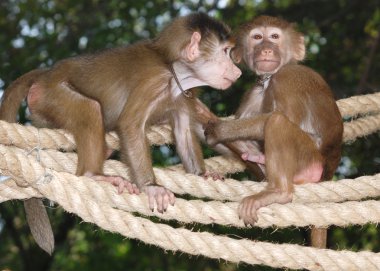 Animal monkey clipart