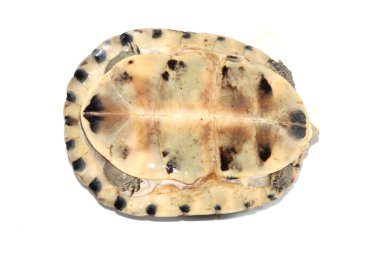 Malaya kutu turtle