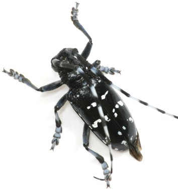 Insect long horn beetle isolated clipart