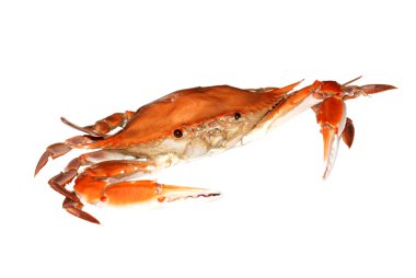 Red crab clipart