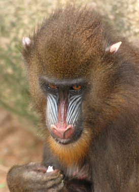 Animal monkey mandrill clipart