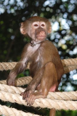 Animal monkey alone clipart