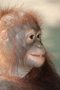 Animal monkey ape clipart