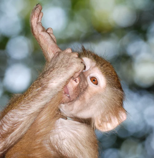 Zwierzę-małpa — Zdjęcie stockowe