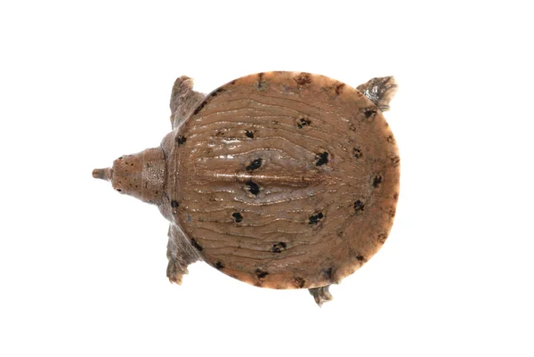 Torftig kinesiska soft-shelled sköldpadda — Stockfoto