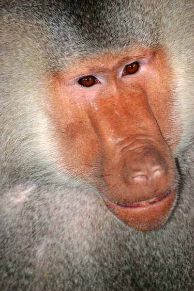 Тварина мавпи Бабуїн — стокове фото