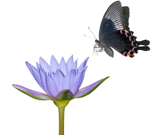 Vlinder bloem aard achtergrond — Stockfoto