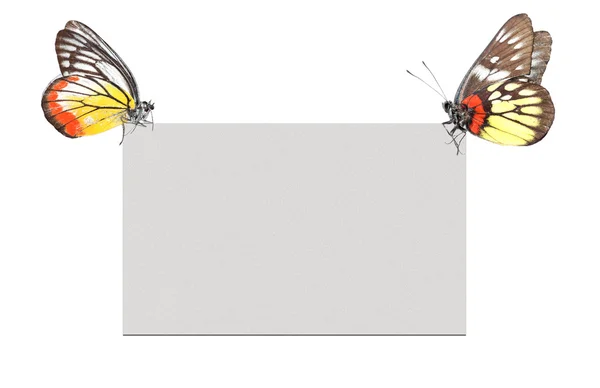 Puste plakat z motylami — Zdjęcie stockowe