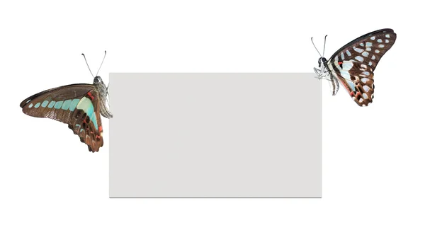 Пустой плакат бабочки — стоковое фото