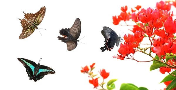 蝴蝶自然红色花 — 图库照片