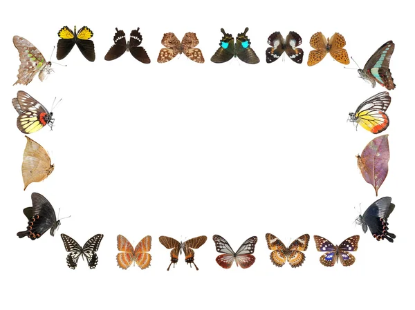 Fondo marco mariposa —  Fotos de Stock