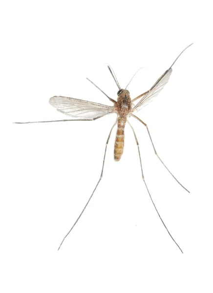 Błąd komara na białym tle — Zdjęcie stockowe