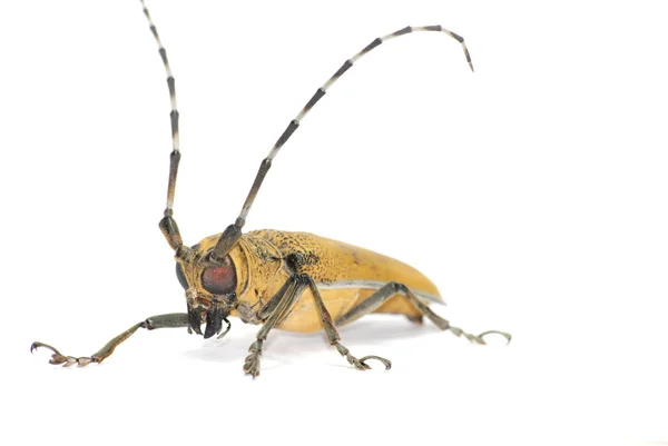 Insect long horn beetle — Stock Photo, Image