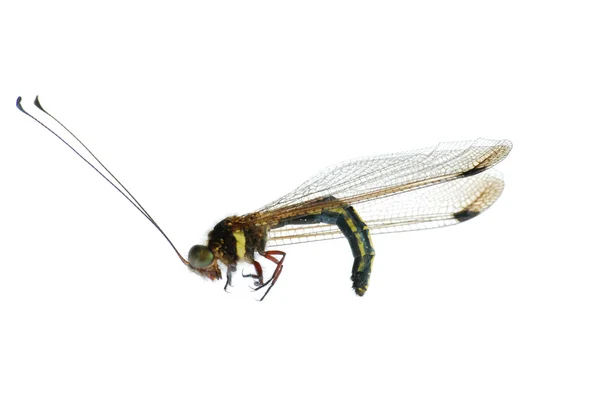 Insekt Uggla flyga — Stockfoto