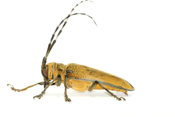 Insect lange hoorn kever — Stockfoto