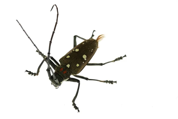 곤충 긴 뿔 딱정벌레 — 스톡 사진