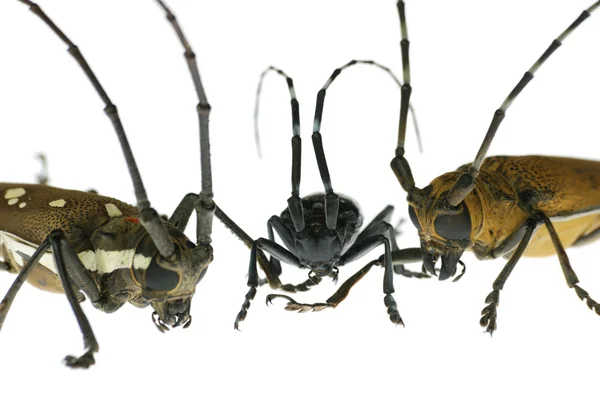 昆虫长角甲虫会议 — 图库照片