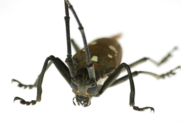 Owad długi róg chrząszcz — Zdjęcie stockowe