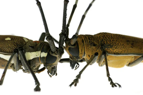 Insect long horn beetle fight — Stock Photo, Image