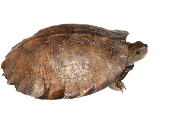Asiatische Blattschildkröte — Stockfoto