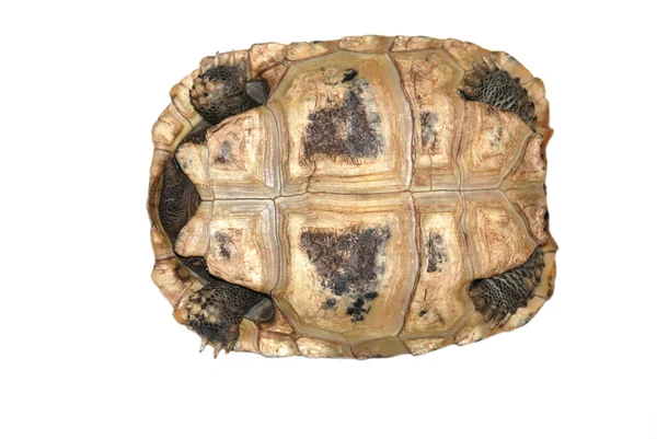 Черепаха-домашняя — стоковое фото