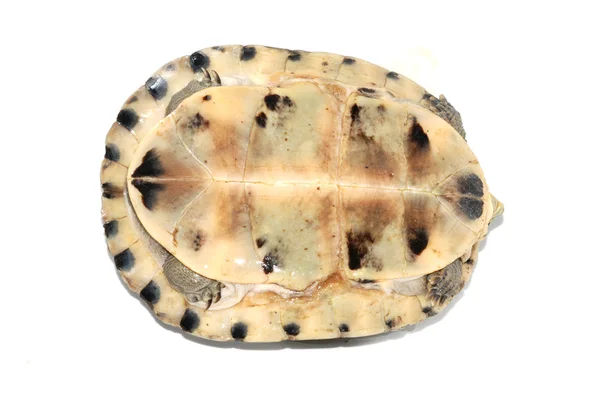 Maláj doboz-teknős — Stock Fotó