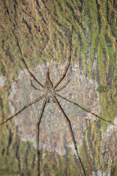 Zwierzę pająk na białym tle — Zdjęcie stockowe