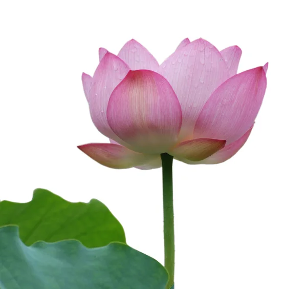 Lotus fleur isolée — Photo