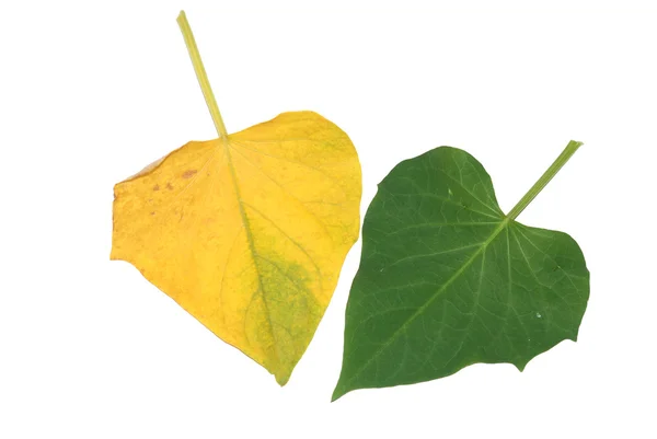 Sweet potato leaf — Stock Photo, Image