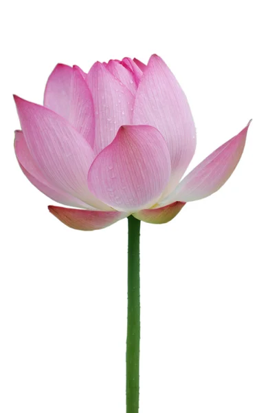 Lotus fleur isolée — Photo
