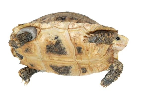 A kisállat turtle elongata – Harasztos káposzta Sárgafejű teknős — Stock Fotó