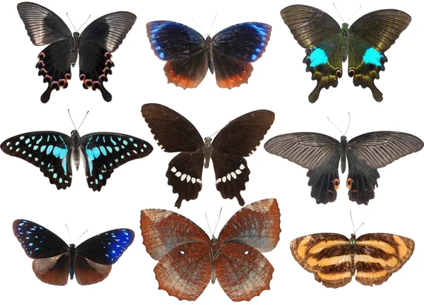 Kelebek koleksiyonu — Stok fotoğraf