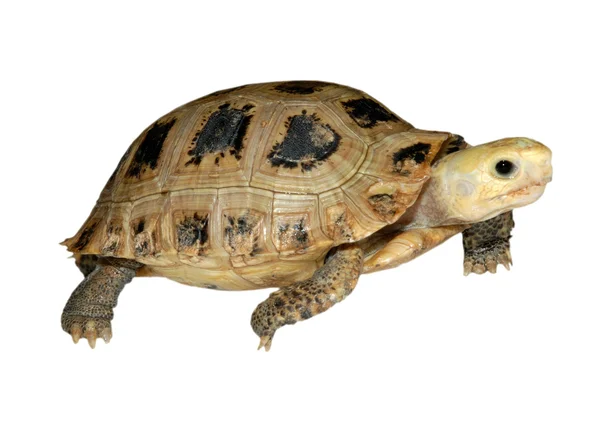 Sällskapsdjur Havssköldpadda elongata avlånga sköldpadda — Stockfoto