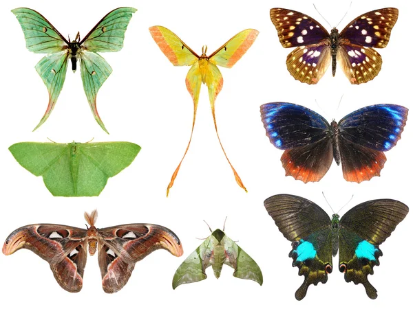 Butterfly moth collection — Stock Photo, Image