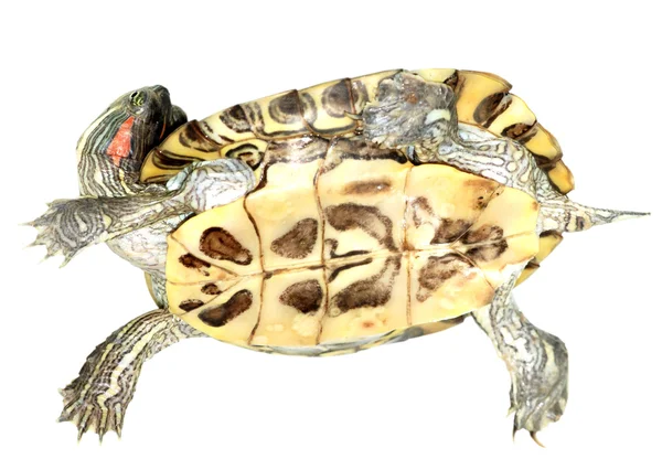 Animal de estimação tartaruga vermelho-orelha slide — Fotografia de Stock
