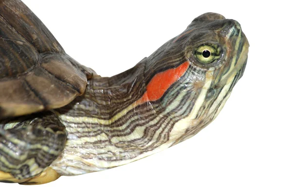 Cabeza deslizante con orejas rojas de tortuga mascota —  Fotos de Stock