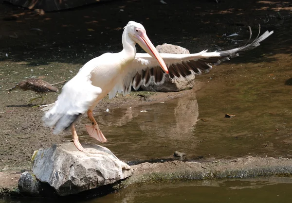 stock image Pelican bird