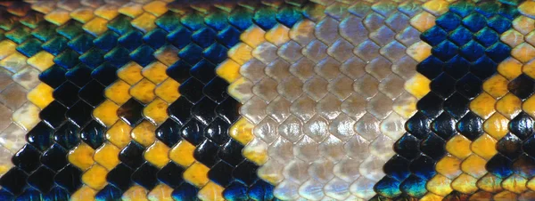 蟒蛇蛇皮肤图案纹理 — 图库照片