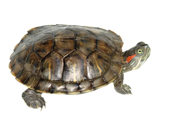 Κατοικίδιο ζώο χελώνα κόκκινος-έχοντα νώτα ολισθαίνοντα ρυθμιστή — Φωτογραφία Αρχείου