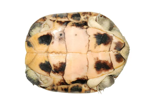 Asian yellow pond turtle — Stock Photo, Image