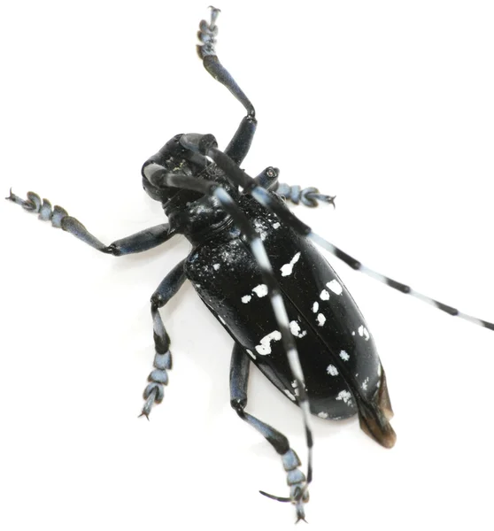 分離された昆虫の長い角カブトムシ — ストック写真