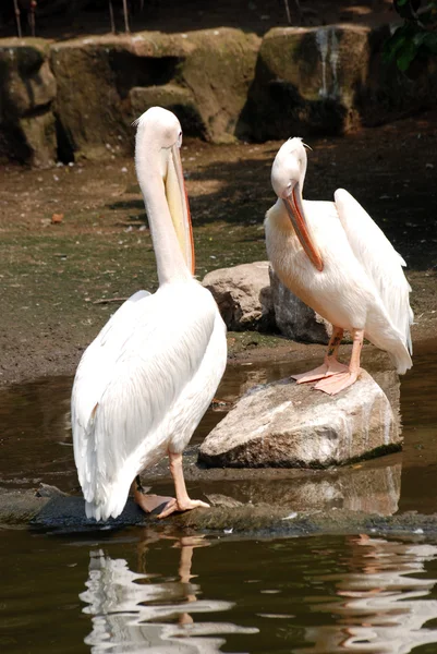 Pelican bird — Stock Photo, Image