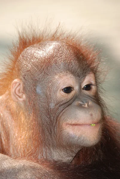 Dierlijke aap ape — Stockfoto