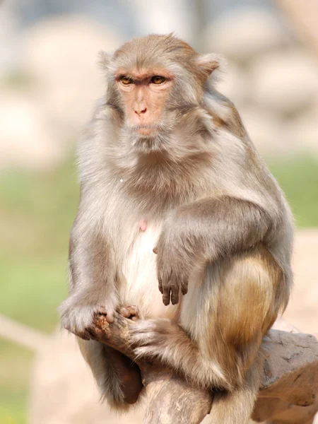 Hayvan maymun — Stok fotoğraf
